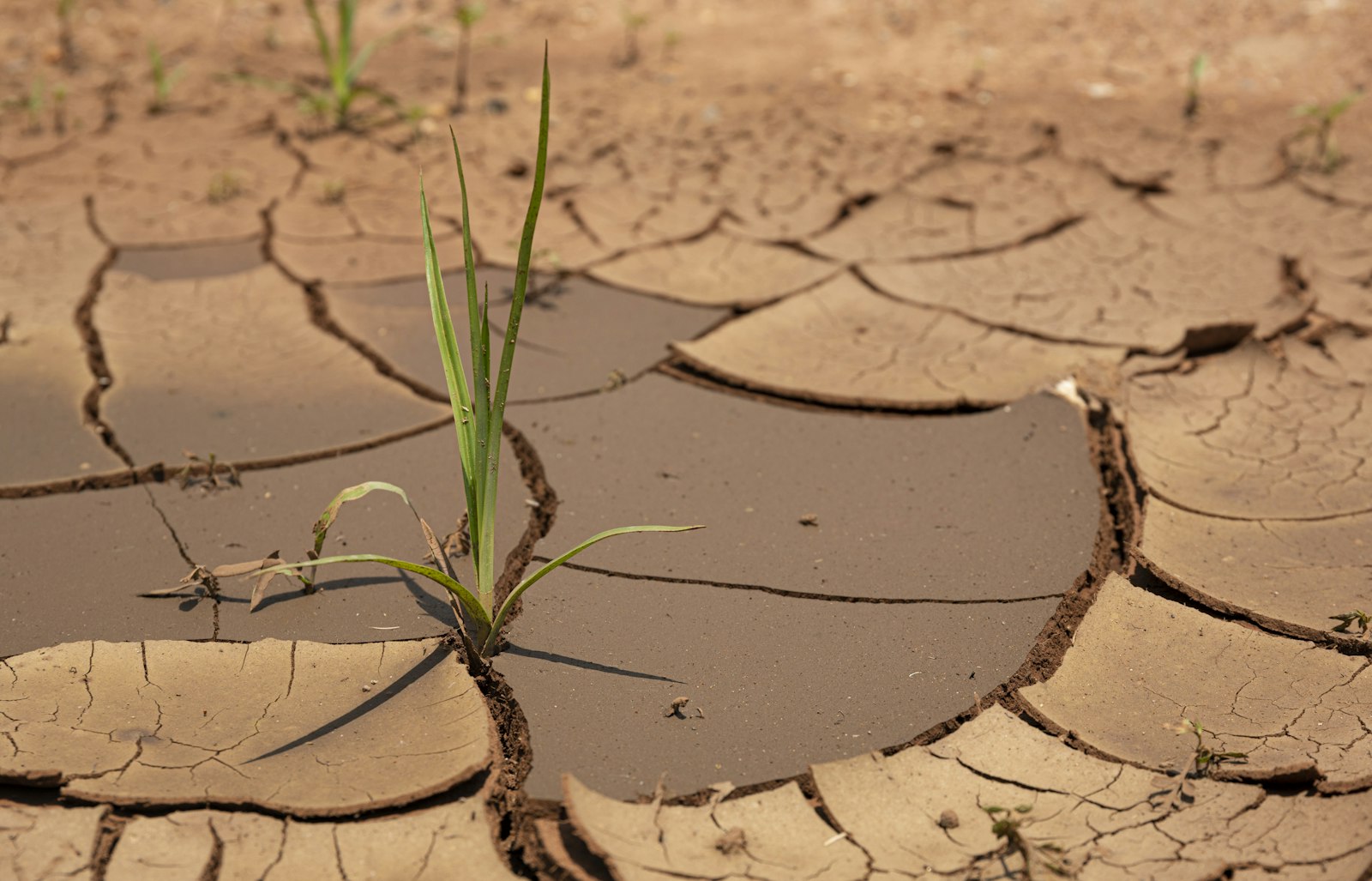 Cracked, drought-affected soil with a new sprout emerging