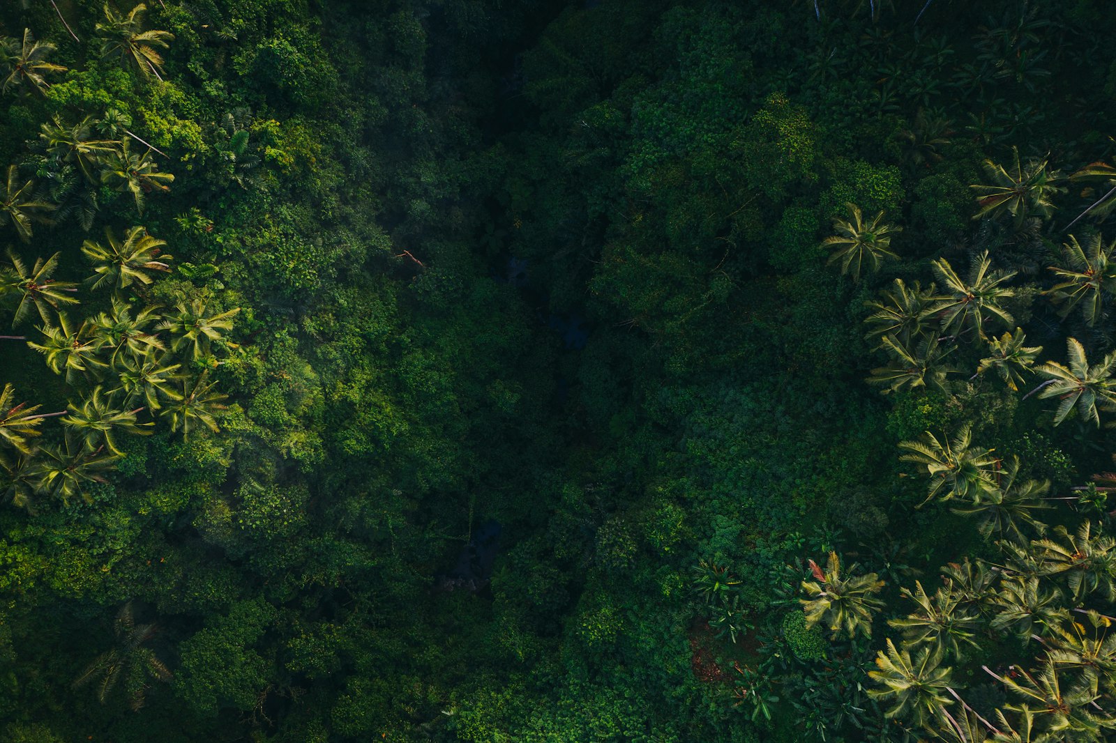 Aerial view of rainforest canopy