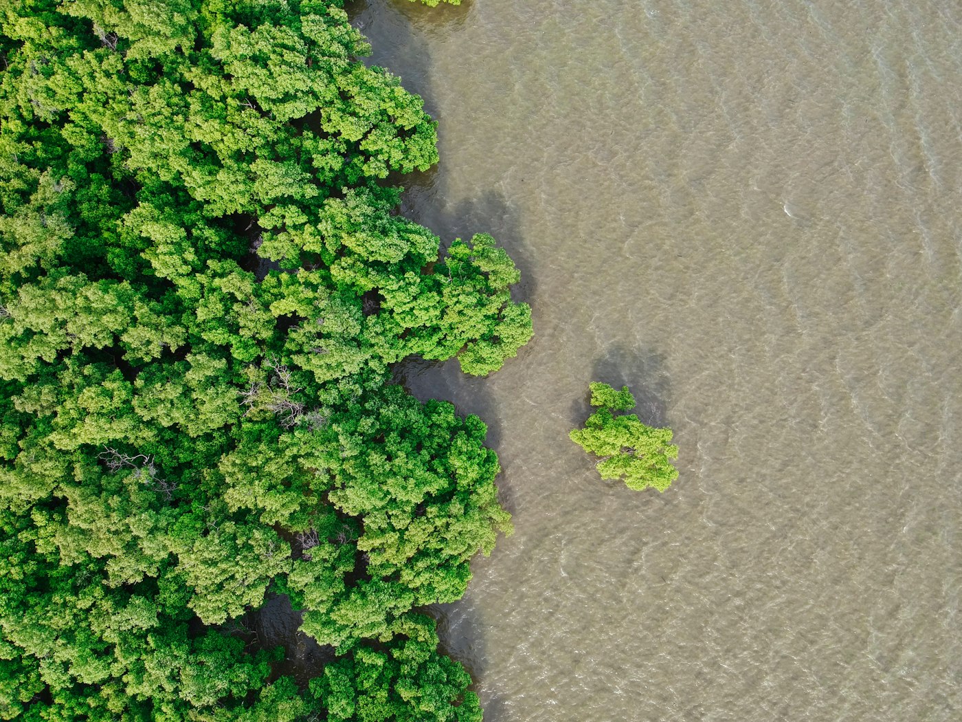 Mangroves: some of the densest carbon sinks dMRV monitors