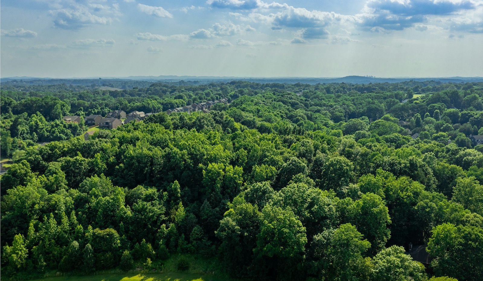 Aerial view of dense forest canopy