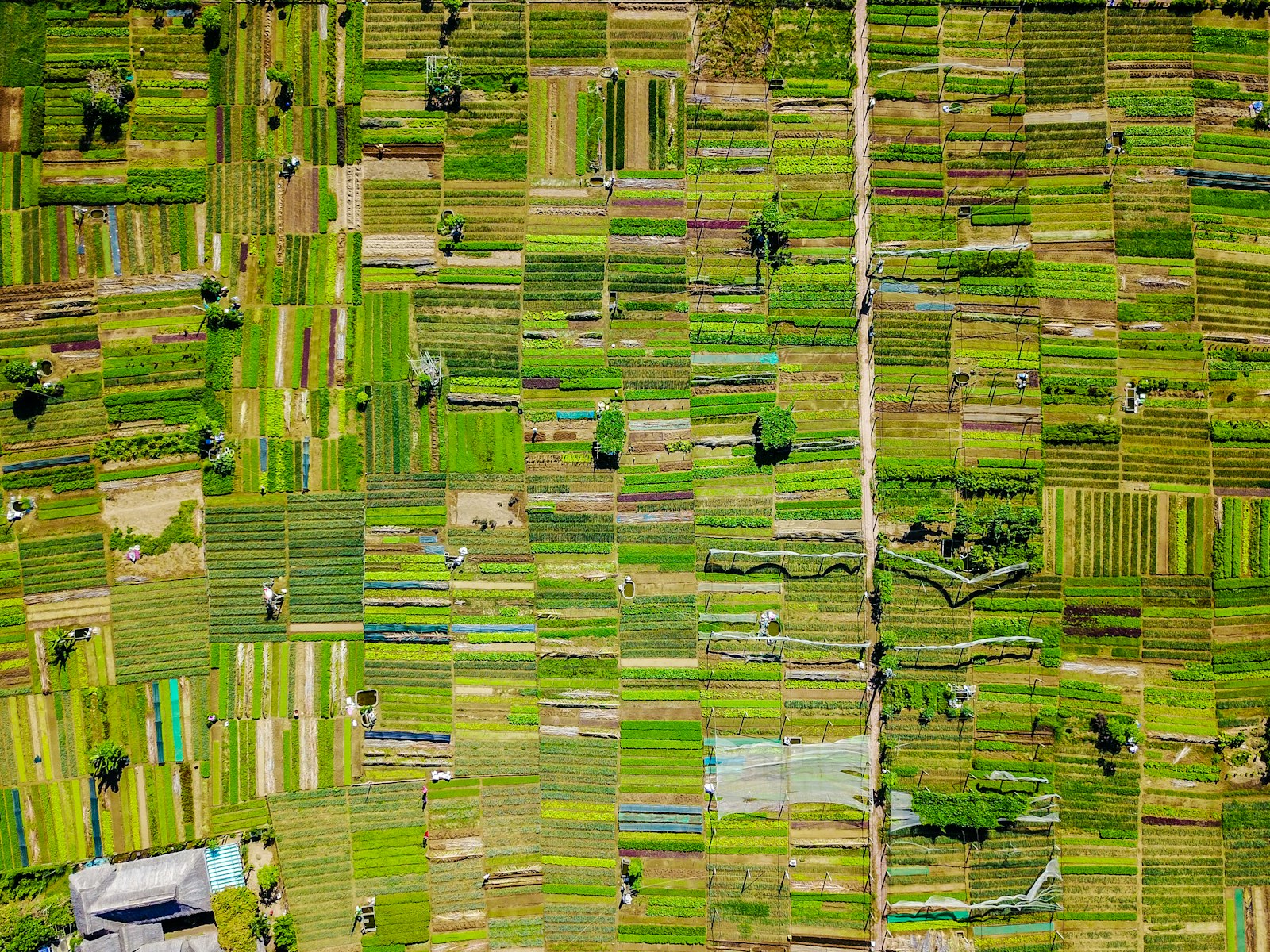 Aerial cropland patterns