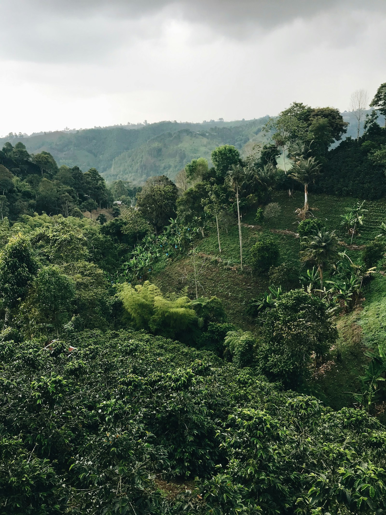 Coffee crop terraces bordering forested hillside